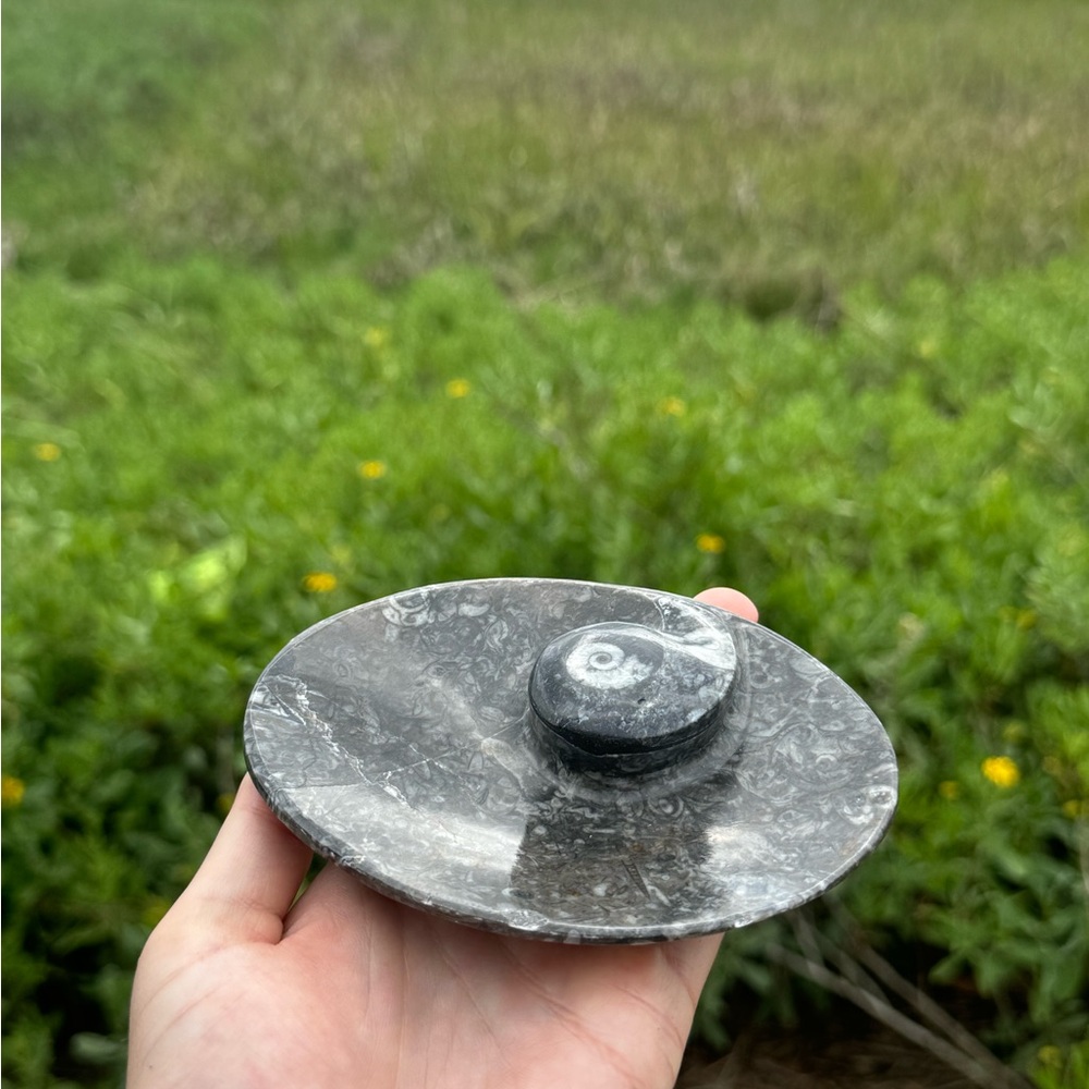 Ammonite (fossil)‎ Stone Yin Yang plate